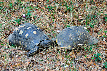 Image showing forest turtles