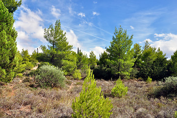 Image showing pine forest