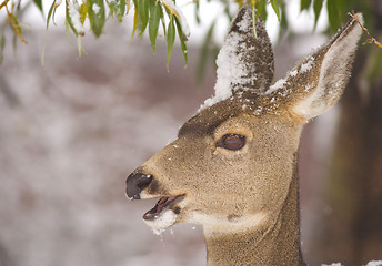 Image showing Mule deer feeding