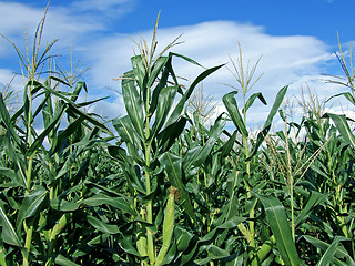 Image showing Corn stalk