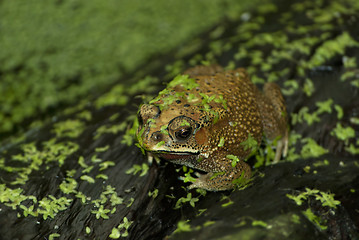 Image showing Frog