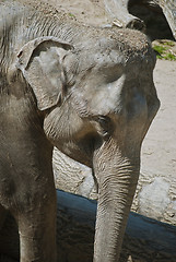 Image showing Elephant