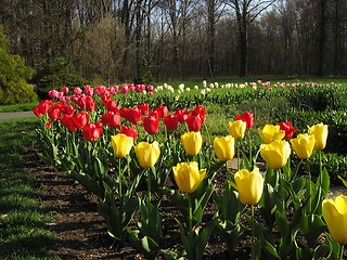 Image showing Springtime Flowers