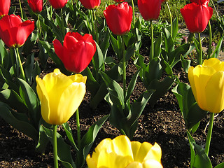 Image showing Red And Yellow Tulips