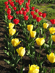 Image showing Red And Yellow Tulips