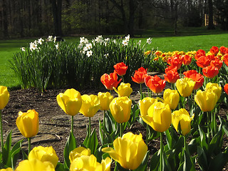 Image showing Springtime Flowers