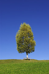 Image showing Birch