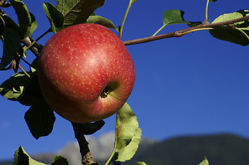 Image showing Red Apple