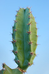 Image showing Cactus (Cereus peruvianus)