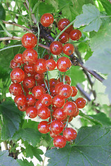 Image showing Red currant