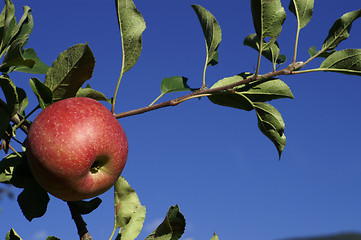 Image showing Red Apple