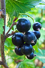 Image showing Berries of a black currant 