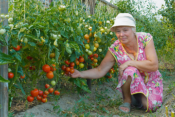 Image showing Woman reaps a crop of tomatoes