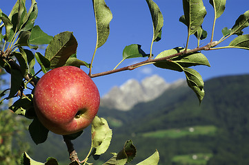 Image showing Red apple