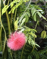 Image showing Pink Blossom