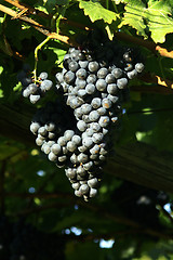 Image showing Grape