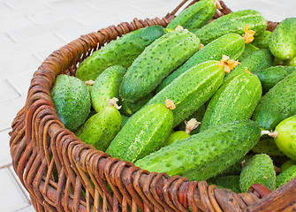 Image showing Basket  filled by cucumbers