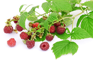 Image showing Raspberry berries on a white background