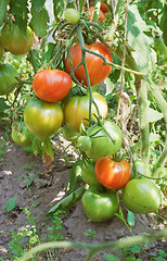 Image showing Plentiful fructification of tomatoes