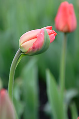 Image showing Flowers, Tulip