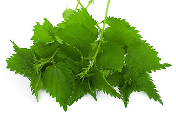 Image showing Armful of a green nettle