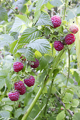Image showing Raspberry berries