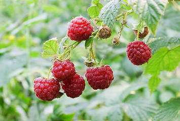 Image showing Raspberry berries