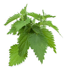 Image showing Armful of a green nettle