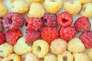 Image showing Two grades of a raspberry - red and yellow