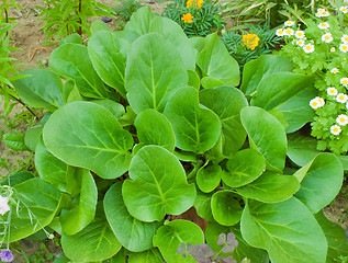 Image showing  Bergenia crassifolia