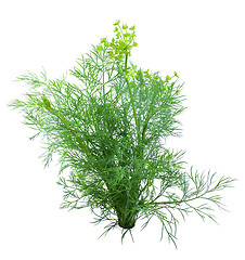 Image showing Dill on a white background