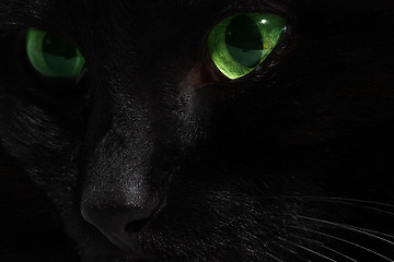 Image showing Cat's eyes