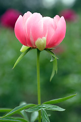 Image showing Flowers, Peony