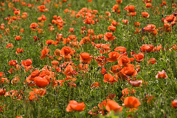 Image showing Poppies