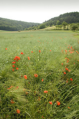 Image showing Poppies