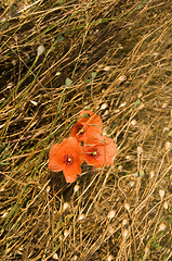 Image showing Poppies