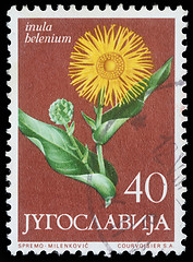 Image showing Stamp printed in Yugoslavia shows elecampane