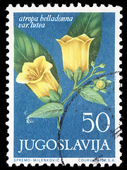 Image showing Stamp printed in Yugoslavia shows atropa belladonna