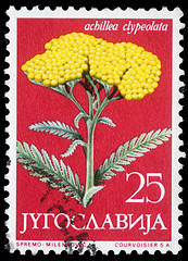 Image showing Stamp printed in Yugoslavia shows Moonshine Yarrow