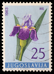 Image showing Stamp printed in Yugoslavia shows iris