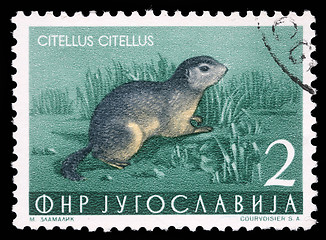 Image showing Stamp printed in Yugoslavia shows the European ground squirrel