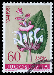 Image showing Stamp printed in Yugoslavia shows clary sage