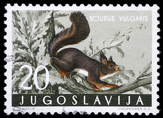 Image showing Stamp printed in Yugoslavia shows the red squirrel