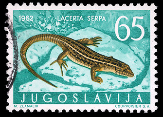 Image showing Stamp printed in Yugoslavia shows the lizard