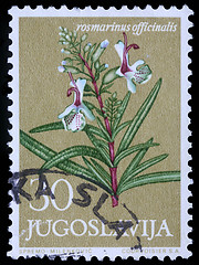 Image showing Stamp printed in Yugoslavia shows Rosemary