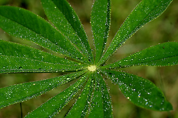 Image showing Lupine