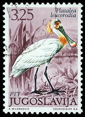 Image showing Stamp printed in Yugoslavia shows the Eurasian Spoonbill