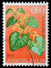 Image showing Stamp printed in Yugoslavia shows aristolochia clematatis
