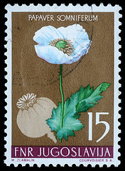 Image showing Stamp printed in Yugoslavia shows opium poppy