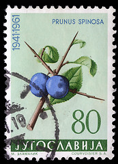 Image showing Stamp printed in Yugoslavia shows blackthorn